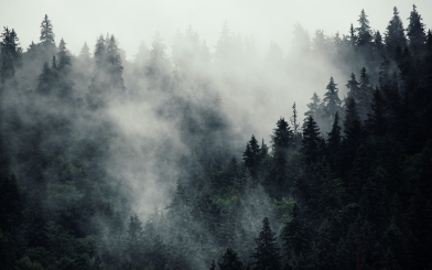 misty pine trees